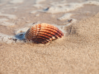 seashell on the beach