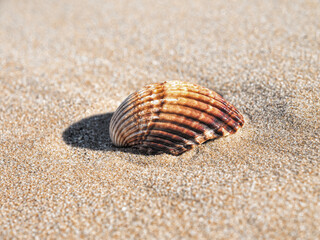 seashell on the beach