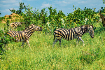 Fototapeta na wymiar wild zebras in krueger national reserve in South Africa