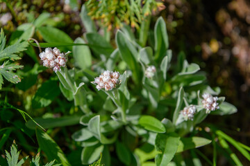 タカネヤハズハハコ