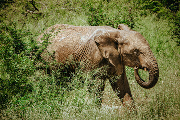 Wild Elephant, surrounded by green, in Krueger National Park