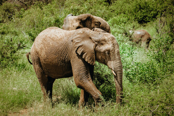 Three Wild Elephants  in Krueger National Park