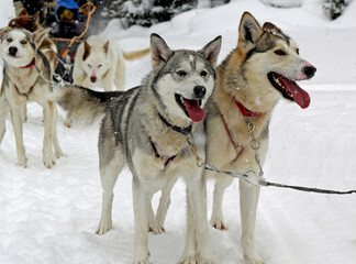 Sled dogs rest in the snow after a trip