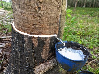rubber trees tapped, the sap dripping white clean