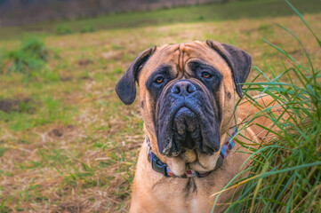 2021-02-06 A BULL MASTIFF LYING IN GRASS AT AT DOG PARK
