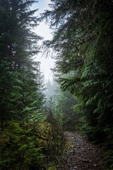 Bosque Sombrio