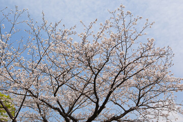 国分城山公園　青空を背景に桜	