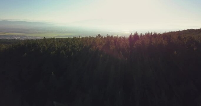 Young green forest through a bird's eye view at beautiful sunset