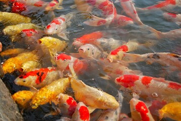 Koi fish or Crap fish at pond in Okayama Korakuen Garden, close to the Okayama Castle, Okayama, JAPAN.