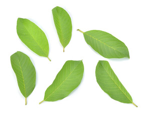 Fototapeta premium Guava leaf isolated on a white background