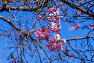 青空バックに見上げる咲き始めた河津桜