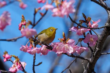 咲き始めた河津桜で戯れるメジロ