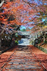 Autumn foliage at Bishamon-do Temple in Kyoto Prefecture, Japan.