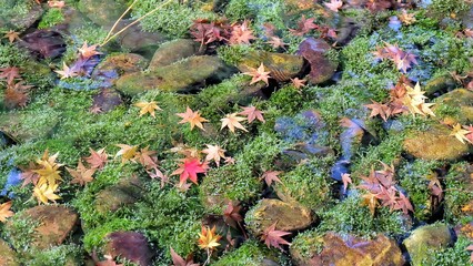 Autumn foliage under water at Okayama Korakuen Garden close to the Okayama Castle, Okayama, Japan.