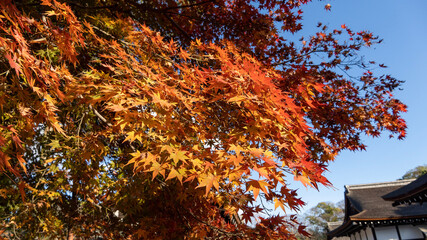 autumn leaves on the ground