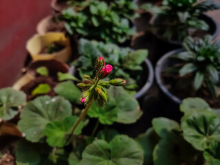 Pelargonium is a genus of flowering plants which includes about 280 species of perennials, succulents, and shrubs, commonly known as geraniums, pelargoniums, or storksbills.
