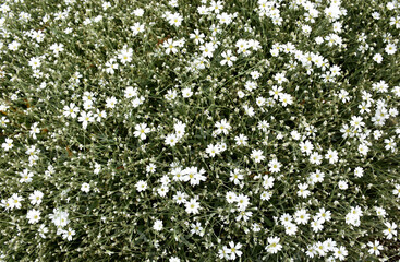 Cerastium Tomentosum in Bloom
