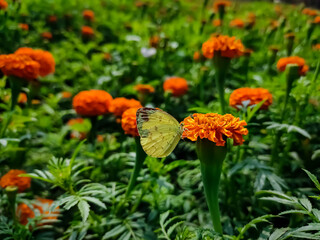 Eurema hecabe, the common grass yellow, is a small pierid butterfly species found in Asia, Africa, Australia. They are found flying close to the ground and are found in open grass and scrub habitats.