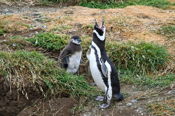 Pingüino Magallánico