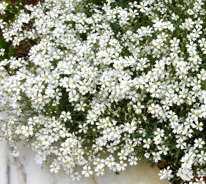 Cerastium Tomentosum in Bloom