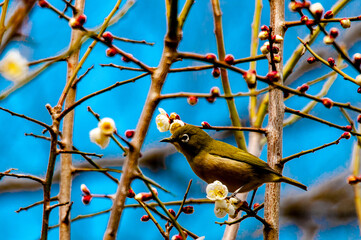 風土記の丘のメジロ