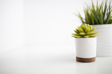 simple plants on white backdrop