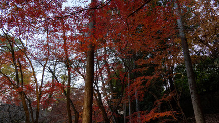 trees in autumn