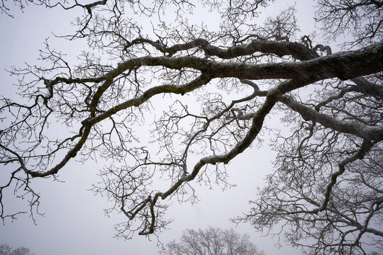 Low Angle Shot Of An Oregon White Oak Tree With Bare Snow-covered Branches