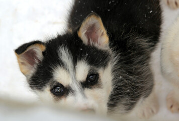 Obraz premium Sled dogs rest in the snow after a trip