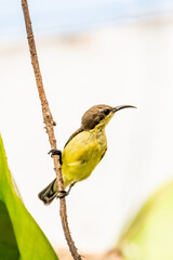 Olive-backed sunbird,Yellow-bellied sunbird (Cinnyris jugularis)