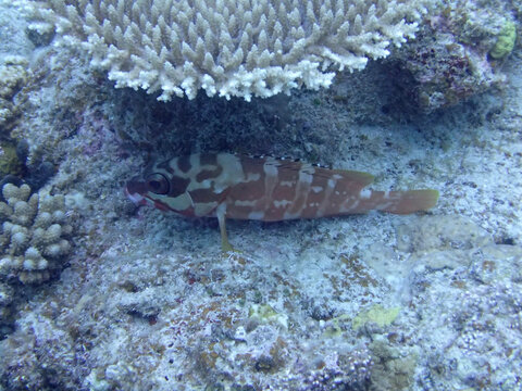 Giant Moray Eel