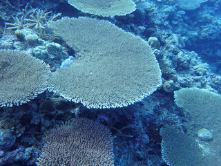 coral reef and coral