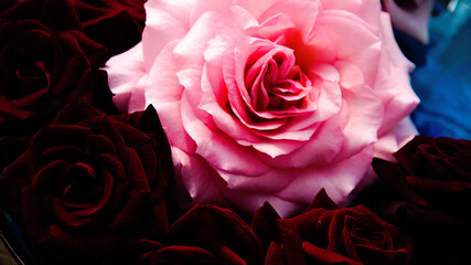 pink rose on a black background