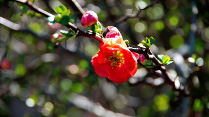 red flower in the garden