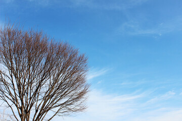 Beautiful blue sky and winter trees