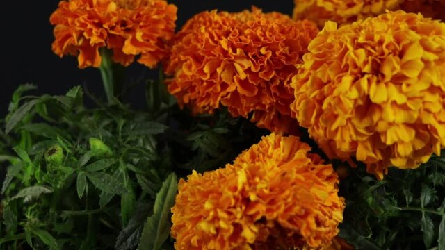 cempasuchitl flowers for the day of the dead in mexico.