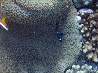 coral reef with fish