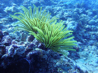 tropical coral reef
