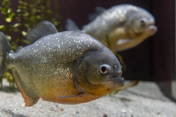 【魚】ピラニア【生き物】