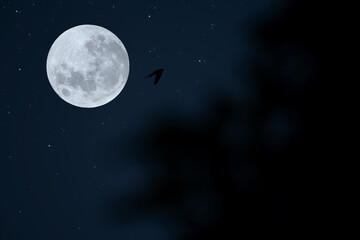 Full moon on sky with silhouette tree and small bird.