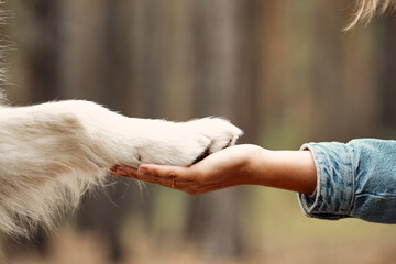 Dog is giving paw to the woman. Dog's paw in human's hand. Domestic pet.