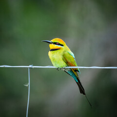 Rainbow Bee-eater