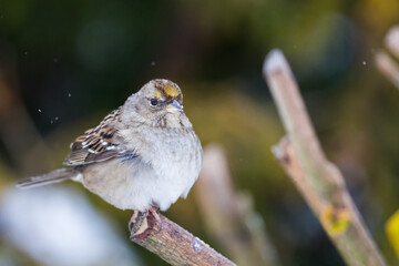 Golden-Crowned Sparrow Waits Out the Snowstorm on a Cold Winter Day