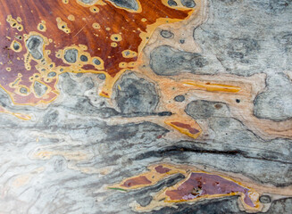 Wallpaper of wood planks with fungus. Causing strange patterns