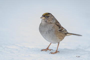 Golden-Crowned Sparrow Waits Out the Snowstorm on a Cold Winter Day