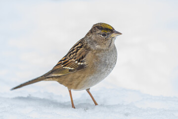 Golden-Crowned Sparrow Waits Out the Snowstorm on a Cold Winter Day