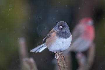 Tiny Dark-Eyed Junco Fluffs Up on a Cold Snowy Day
