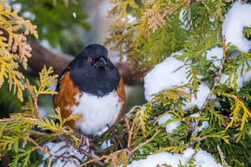 Colorful Spotted Towhee Makes the Best of a Cold Snowy Winter Day