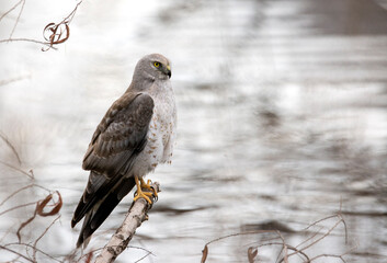A close up of a northern harrier perched above a lake at San Jacinto wildlife area near lake Perris