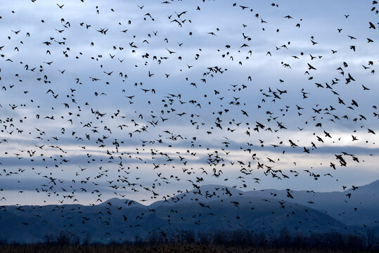 A flock of black birds fly out into the mountains and fill the early morning sky at San Jacinto wildlife area near lake Perris